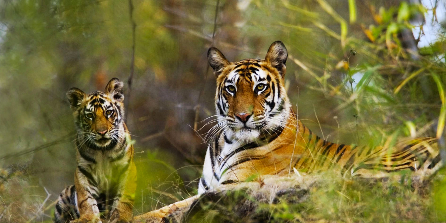 Bandhavgarh