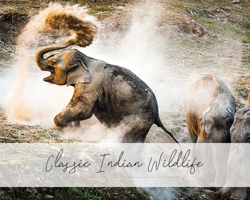 Classic-Indian-Wildlife