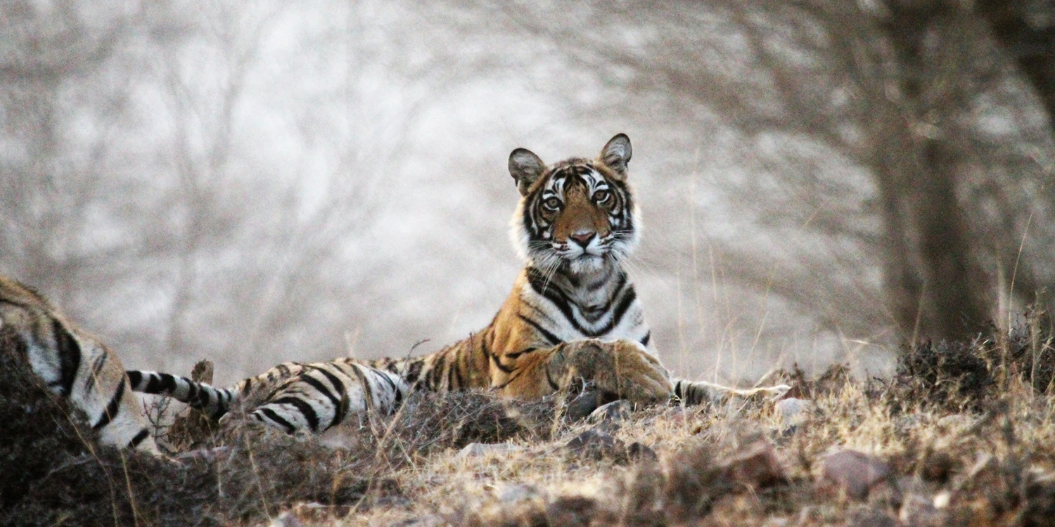 Ranthambore