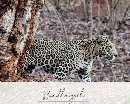 Bandhavgarh