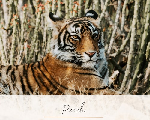 Pench