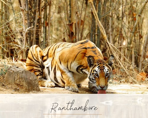 Ranthambore