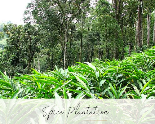 Spice Plantation