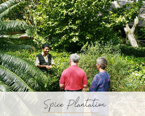 Spice Plantation