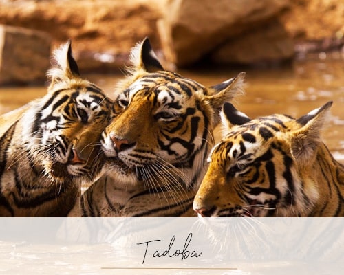 Tadoba