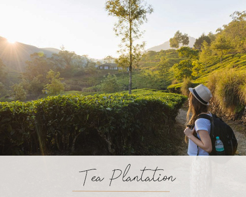 Tea Plantation