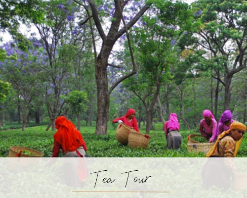 Tea Tour