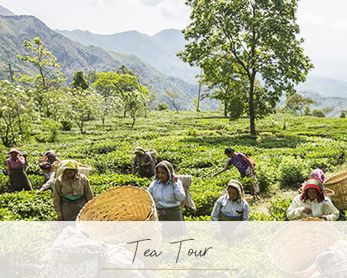 Tea Tour