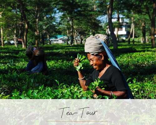 Tea-Tour