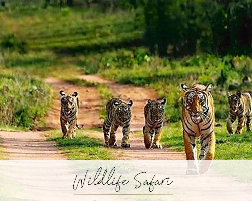 Wildlife Safari