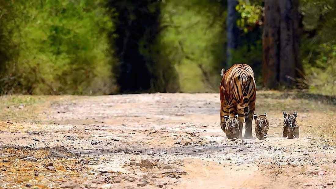 Pench National Park