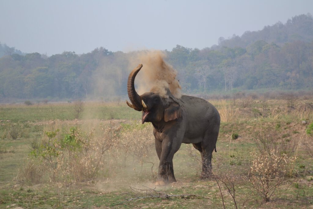 Jim corbett